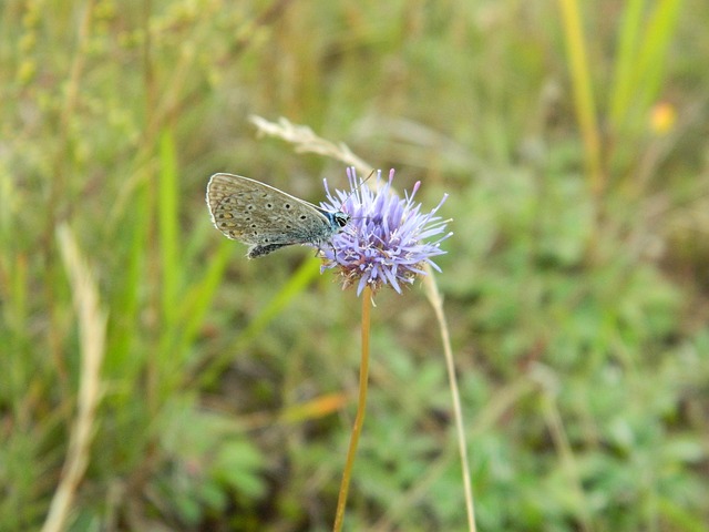 Free Butterfly Flower photo and picture