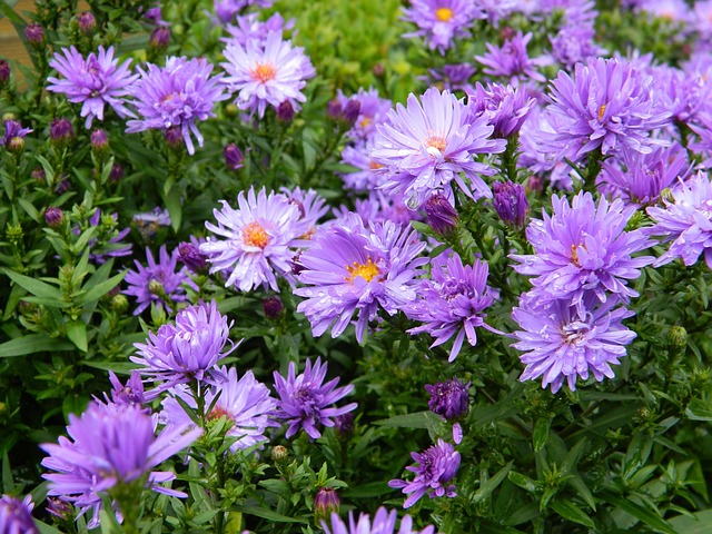 Free Asters Flower photo and picture