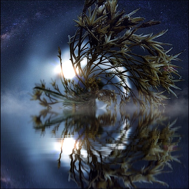 Free bush water reflection illustration