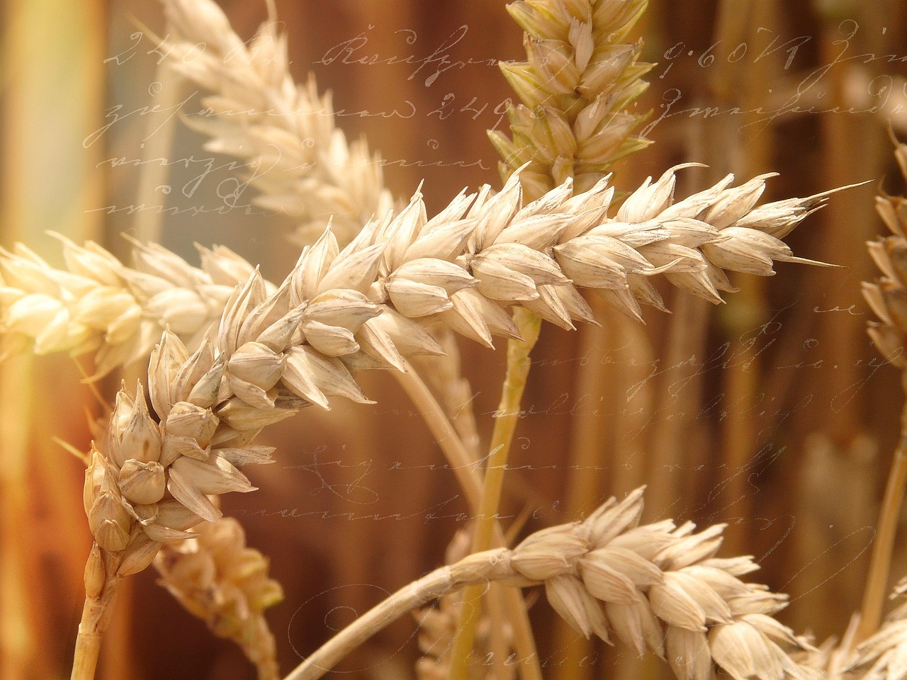 Wheat Field Ear - Free photo on Pixabay
