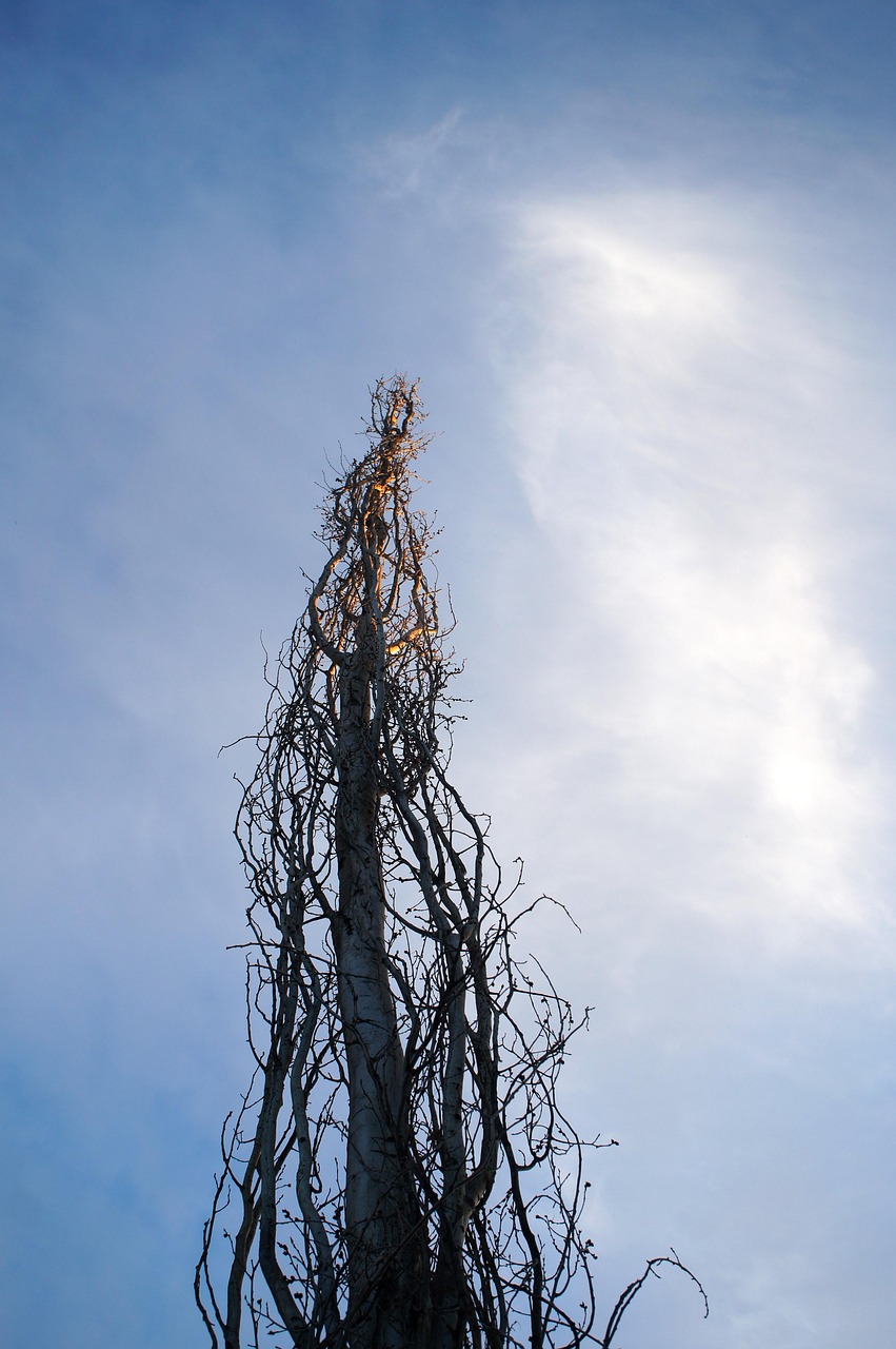Tree Branches Branch - Free photo on Pixabay - Pixabay