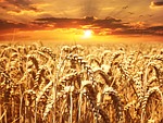 wheat field, wheat, cereals