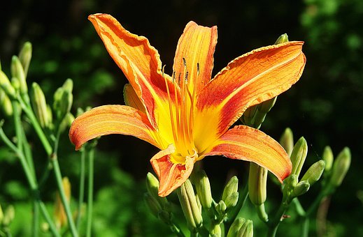 Blume, Schöne Blumen, Natur