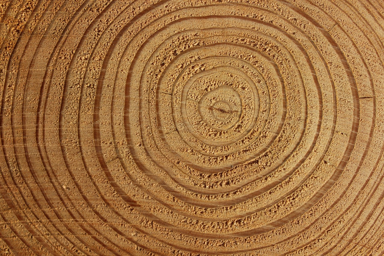 Wood Tree Bark Free photo on Pixabay
