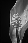 peace lily, blossom, bloom