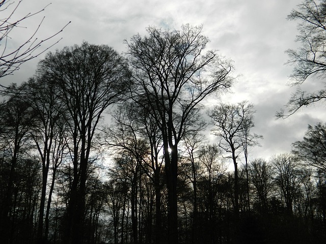 Free Trees Thunderstorm photo and picture