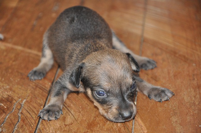 Free Dog Laziness photo and picture