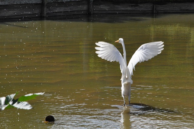 Free Bird Pond photo and picture