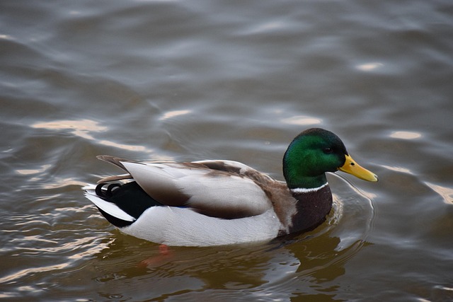 Free Mallard Male Mallard photo and picture