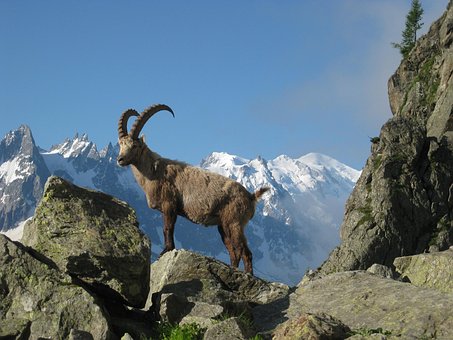 Mont Blanc, Ibex, Nature, Chamonix