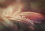 drop of water, raindrop, drip