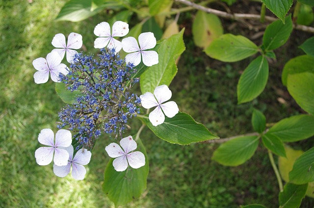 Free Flower Garden photo and picture