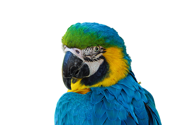 Free parrot render bottomless illustration