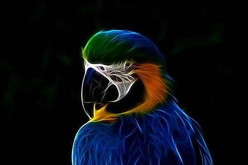 Pássaro, Natureza, Animal, Aves, Azul