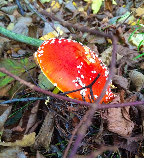 Free Red Mushroom photo and picture