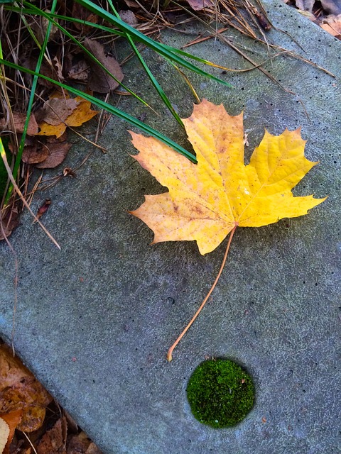 Free Yellow Leaf photo and picture