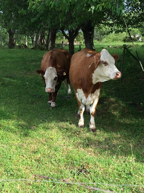 Free Animals Green photo and picture