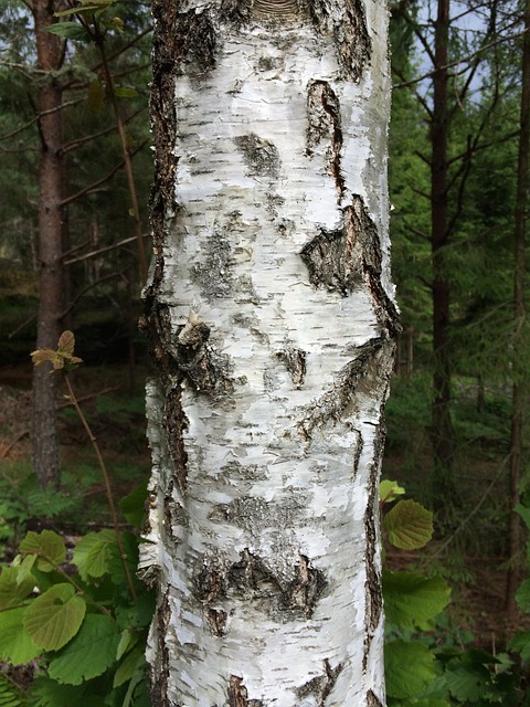 Free Tree Birch photo and picture