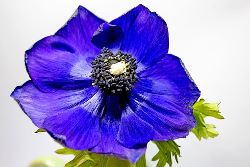 Free Blossom Bloom photo and picture