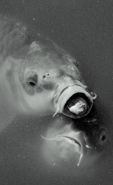 Free Fish Fight photo and picture