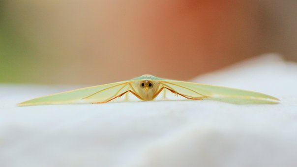 Free Moth Green photo and picture