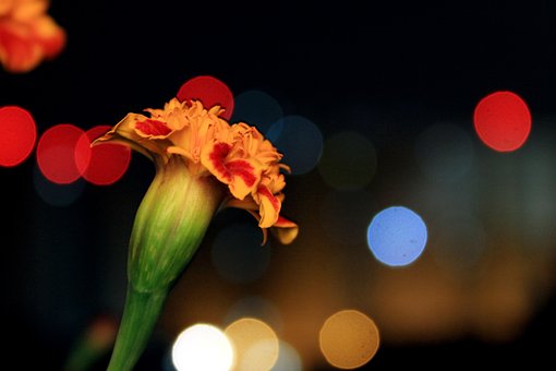 Free Bokeh Flower photo and picture