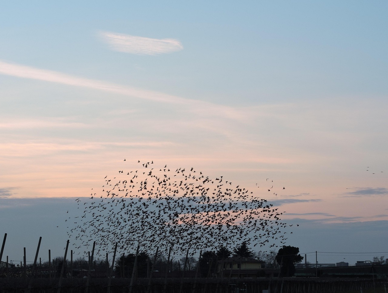 Flock Photo Examples Birds Flock Sky - Free photo on Pixabay - Pixabay