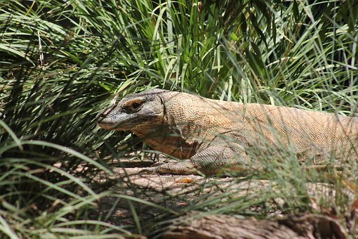 Reptila, Dragon Comodo, Şopârlă