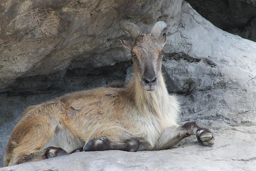 Capră, Stâncă, Animal, Natura