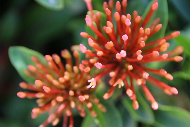 Free Flower Nature photo and picture