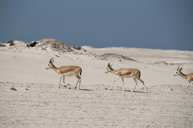 Free Nature Desert photo and picture