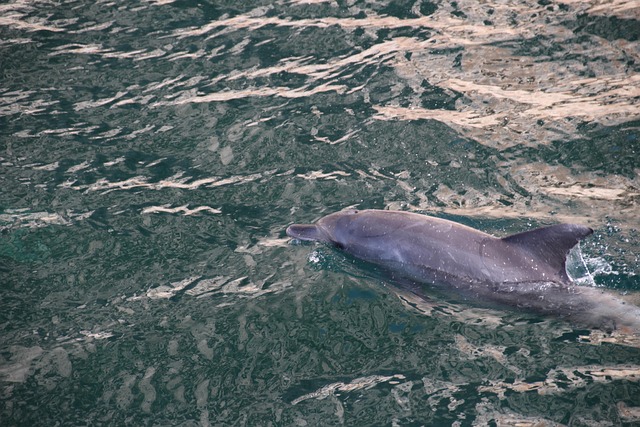 Free Sea Water photo and picture