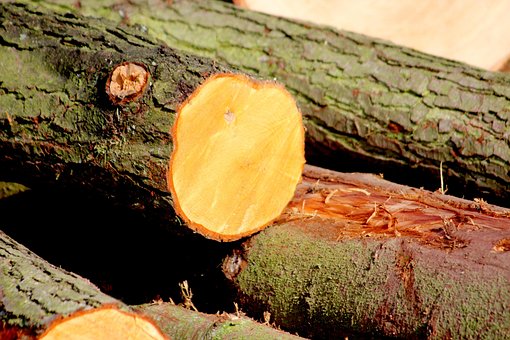 Free Wood Bark photo and picture