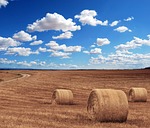 field, agriculture, harvest