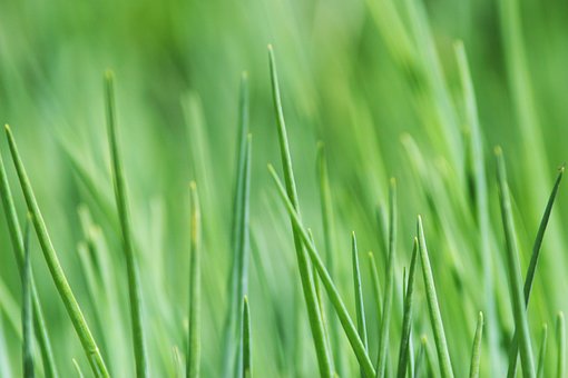 Free Grass Blades Of Grass Green photo and picture
