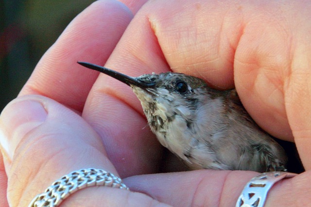 Free Hummingbird Hand photo and picture