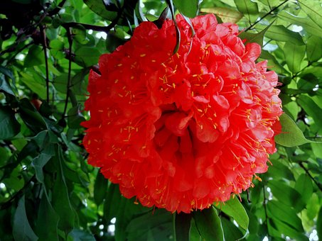 Chrysanths, Groß, Rot, Blume, Natur