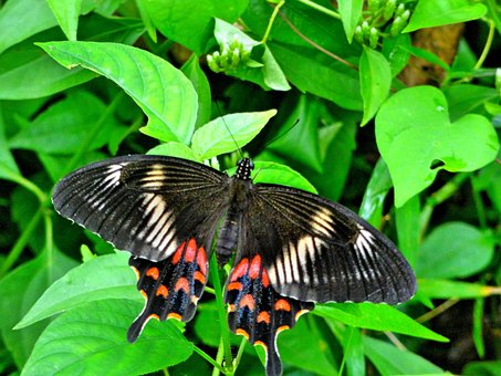 Schmetterling, Wild, Groß, Natur, Tier