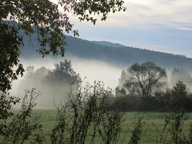 Land, Nebel, Herpes, Bäume
