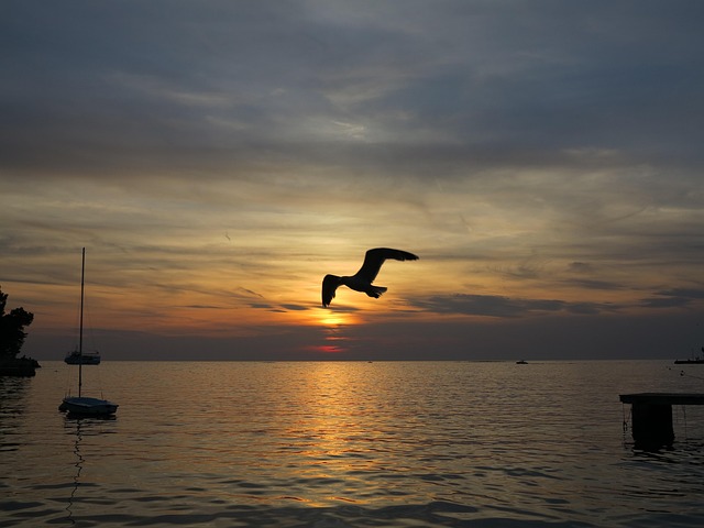 Meer, Kroatien, Ferien, Möwe