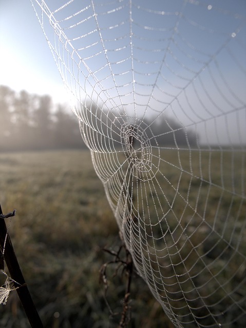 Netz, Herbst, Kalt