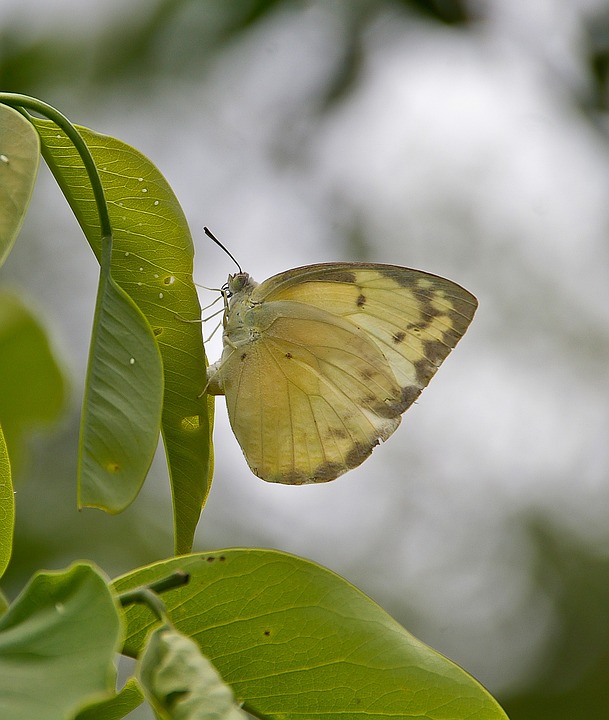 White Beautiful Insect Butterfly Insect White - Free photo on Pixabay