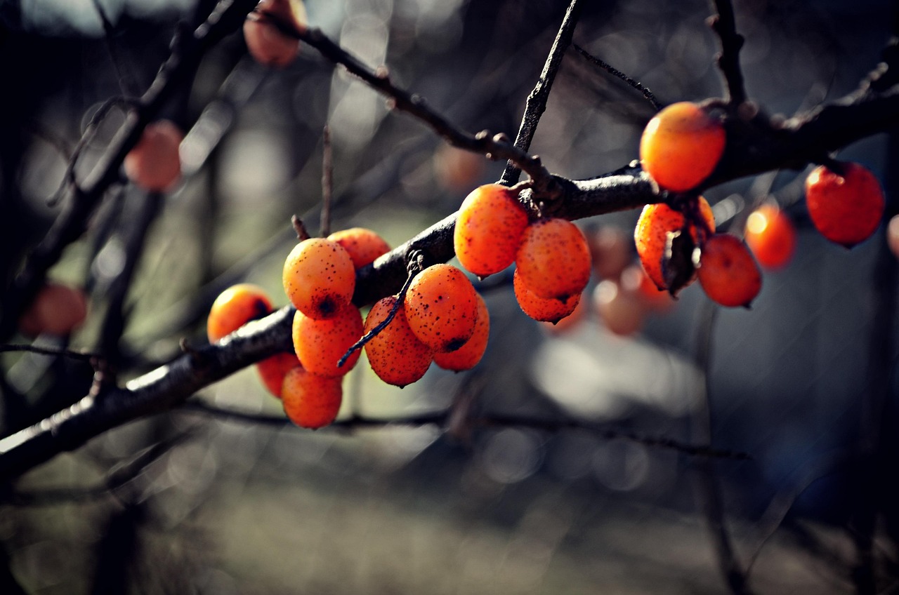 Natur Zweig - Kostenloses Foto auf Pixabay - Pixabay