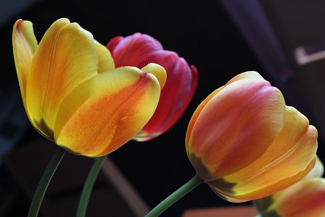 Tulpe, Blumen Hintergrund, Blumentapete