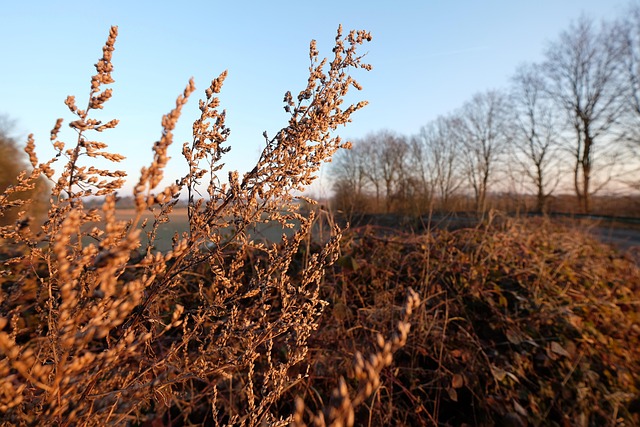 Free Niederrhein Landscape photo and picture