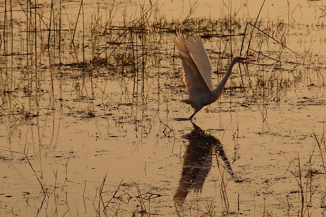 Free Stork Bird photo and picture