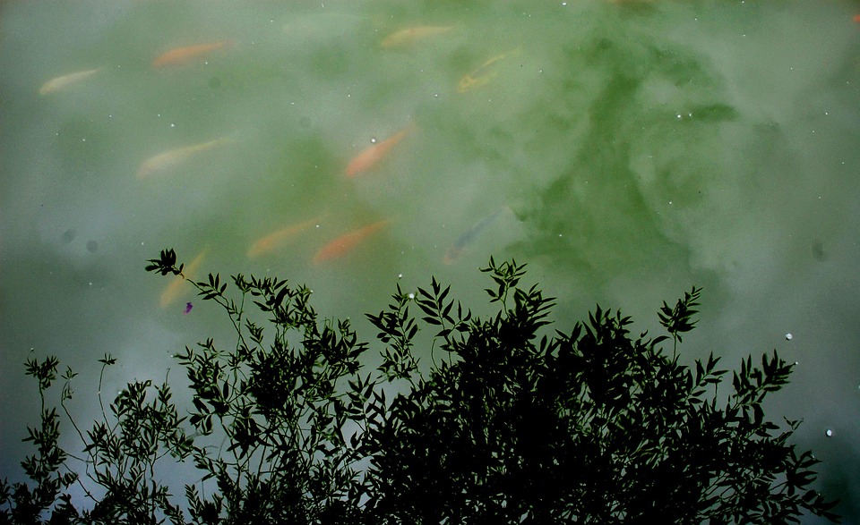 63 Gambar Abstrak Ikan Koi Kekinian 63 Gambar Abstrak Ikan Koi Kekinian
