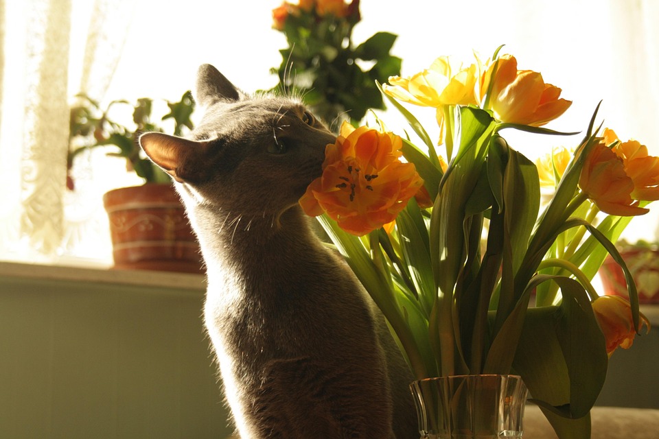 Free photo Cat, Flowers, Tulips Free Image on Pixabay 646022