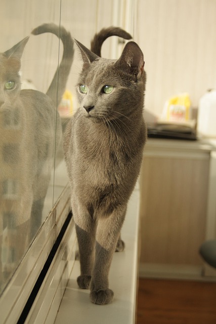 Free Cat Reflection photo and picture