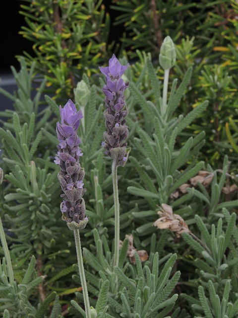 Free Flowers Purple photo and picture
